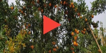 কুড়িগ্রামে চাষ হচ্ছে ভারতের দার্জিলিং জাতের কমলা
