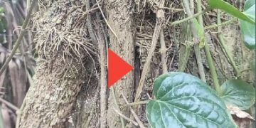 কুড়িগ্রামে চুঁই ঝাল চাষে আগ্রহ বাড়ছে কৃষকদের