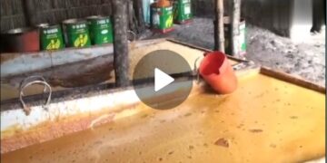 লালপুরে যৌথ বাহিনীর অভিযানে বিপুল পরিমাণ ভেজাল গুড় জব্দ: দুই কারখানার মালিক গ্রেফতার 