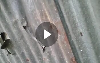 শান্তিগঞ্জে বিএনপি নেতার বাড়িতে আওয়ামী সন্ত্রাসীদের হামলা ও ভাংচুর!