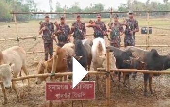 সুনামগঞ্জ ব্যাটালিয়ান কর্তৃক বাংলাবাজার থেকে ভারতীয় গরু আটক
