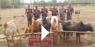 সুনামগঞ্জ ব্যাটালিয়ান কর্তৃক বাংলাবাজার থেকে ভারতীয় গরু আটক